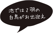 池では2羽の白鳥がお出迎え