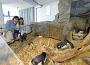 フォークランド諸島(マルビナス)にいる生きもの