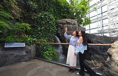 植物など約620種・3万点の生きものが展示されており、海遊館を歩けばまるで地球一周したような気分に!